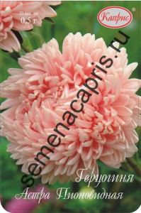 Астра Герцогиня Пионовидная кремовая /1шт купить