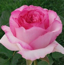 Роза Белла Вита купить