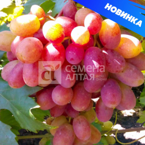 Виноград Преображение