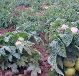 Томат Суперклуша  рассада 1шт купить