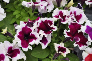 Петуния крупноцв. Халахуп Бургунди (бургунди с каймой) 1шт П373/54 купить