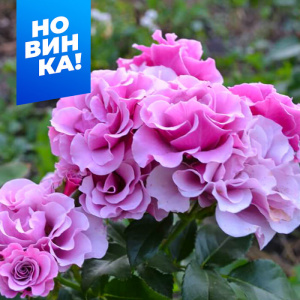 Роза Санта Барбара купить