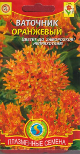 Ваточник Оранжевый  купить