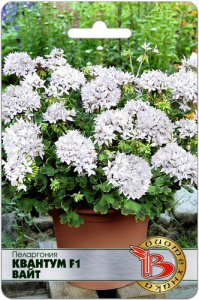 Пеларгония  Квантум F1 Вайт купить
