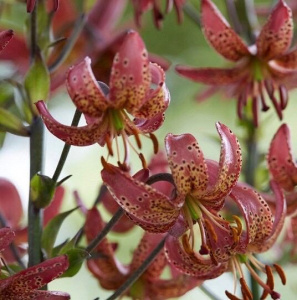 Лилия Манитоба Монинг мартагон /1шт купить