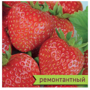 Земляника Фурор купить