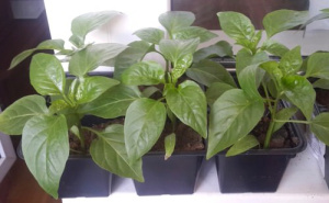 Перец  Калифорнийское чудо рассада 1 шт купить