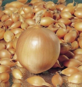 Лук севок Купидо (Гол) 1кг/20 купить