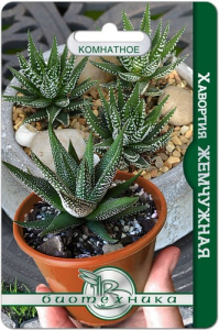 Хавортия Жемчужная купить