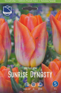 Тюльпан триумф "Sunrise Dynasty" (1х10шт) купить