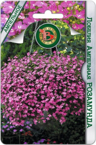 Лобелия Розамунда ампельная  купить