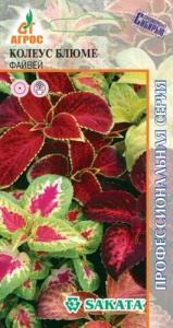 Колеус Блюме Файвей  купить