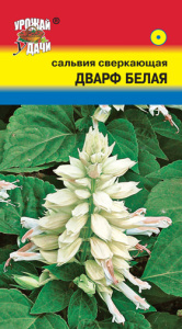 Сальвия Дварф Белая сверкающая купить