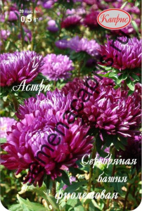 Астра Серебряная Башня фиолетовая/1шт купить