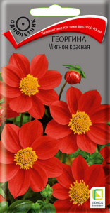Георгина Мигнон красная купить