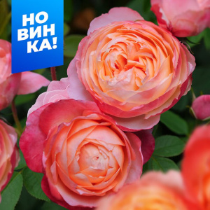 Роза Принцесса Сакура купить