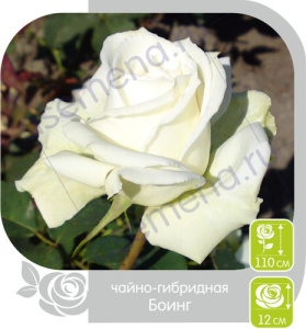 Роза Боинг купить