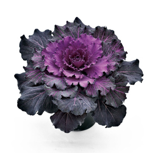 Капуста декоративная Осака iQ Ред (красно-фиолет.,волнистый лист) 1шт К241/35 купить