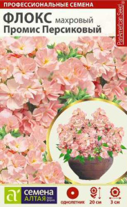 Флокс Промис Персиковый махровый купить