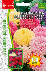 Астра Волшебный Ковер низкорослая купить