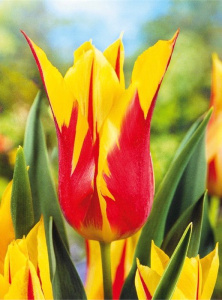 Тюльпан Фейерверк /10шт купить
