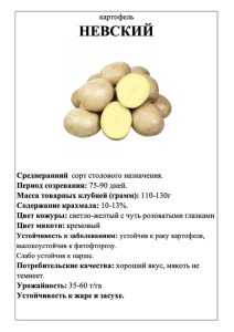 Картофель Невский А5 фото купить