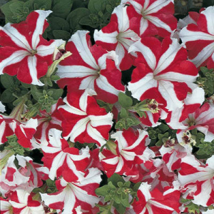 Петуния крупноцв. Танго Ред Стар (красная со звездой) П343/54шт купить