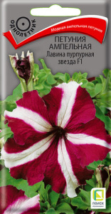 Петуния Лавина F1 пурпурная звезда ампельная  купить