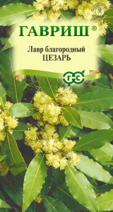 Лавр благородный Цезарь  купить