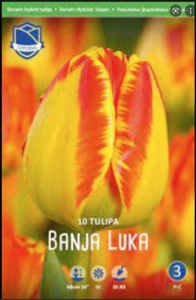 Тюльпан дарвинов гибрид "Banja Luka" (1х10шт) купить