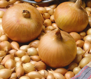 Лук севок Стурон  купить