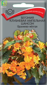Бегония клубневая ампельная Шансон Оранжево-желтая купить