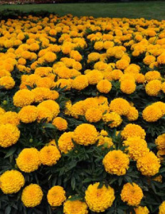 Тагетес прямостоячий Тайшан Голд (желтый) 1шт Т287/35 купить