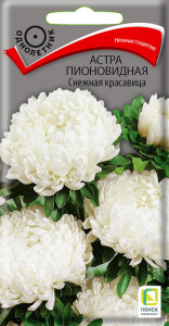 Астра Снежная красавица пионовидная купить
