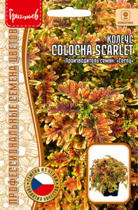 Колеус Колоча F1 Скарлет (Colocha Scarlet) купить