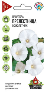 Лаватера Прелестница  купить