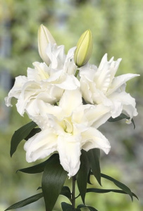 Лилия восточная Roselily Alana - double - (1х3шт) купить