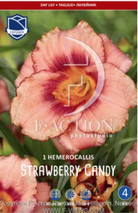 Лилейник Strawberry Candy /1шт купить