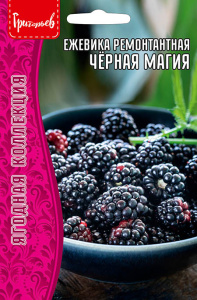 Ежевика Чёрная Магия (Black Magic) купить
