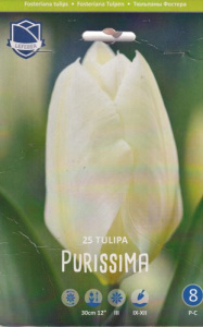 Тюльпан "Purissima" (1х25шт) купить