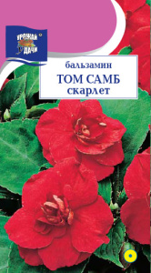 Бальзамин Том Самб Скарлет купить