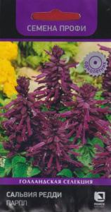 Сальвия Редди Парпл купить