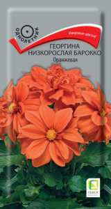 Георгина низкорослая Барокко Оранжевая купить