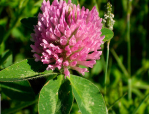 Клевер Красный 1кг купить