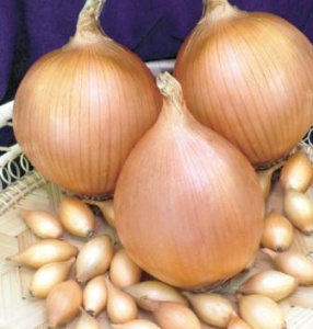 Лук севок Центурион Голландия 1кг/20 купить