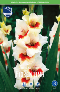 Гладиолус XXL Fiorentina 14/16 /10шт купить