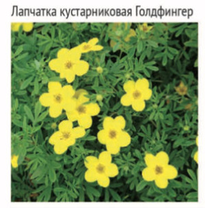 Лапчатка Голдфингер кустарниковая ЦК купить