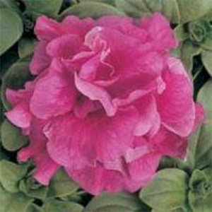 Петуния махровая Дуо Роуз (темно-розовая) 1шт П423/35 купить
