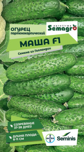 Огурец Маша F1  купить