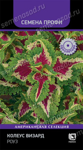 Колеус Визард Роуз купить